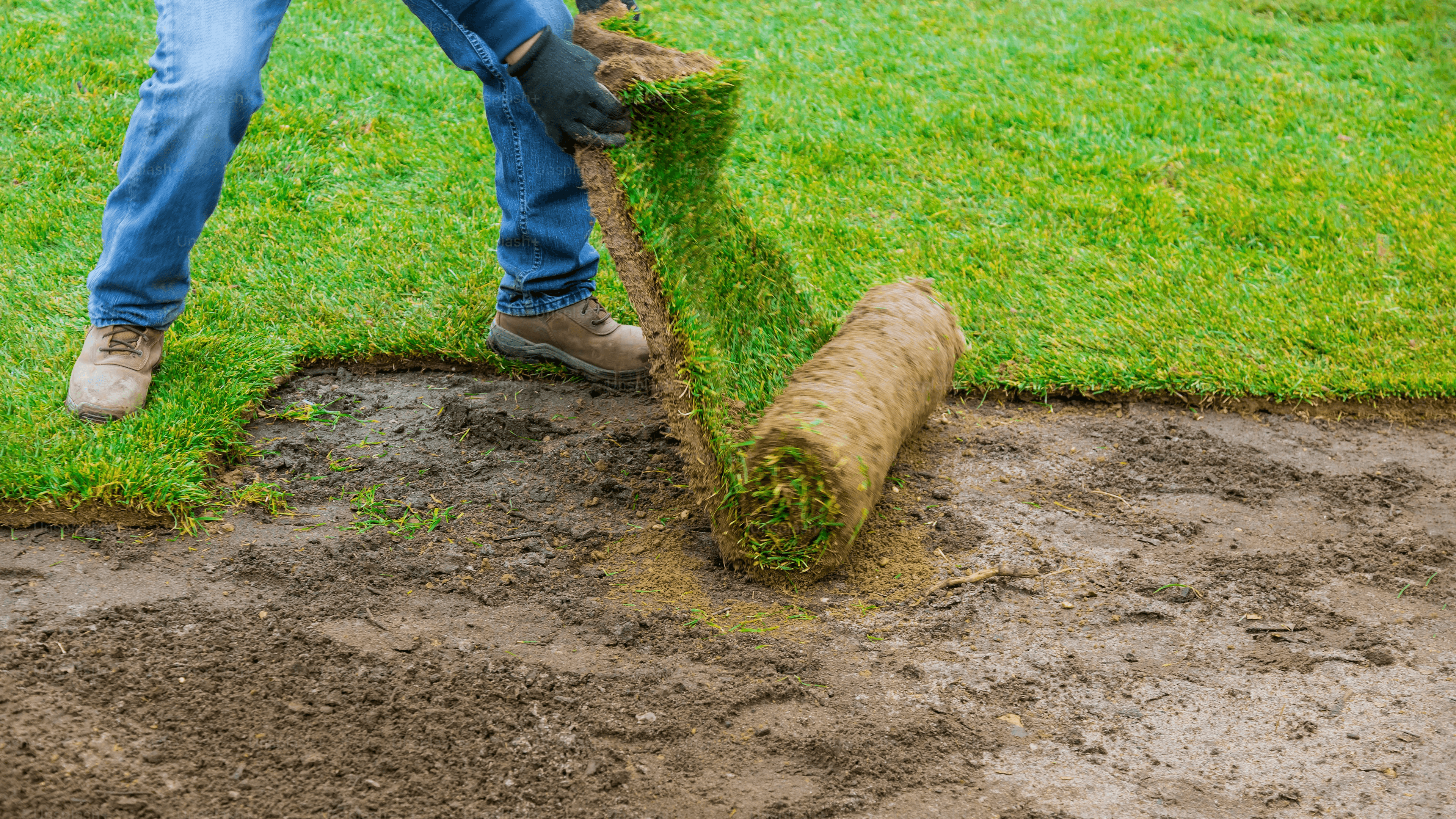 Rolling sod at a job site